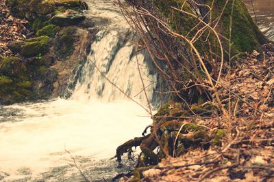 High angle view of horse by sea