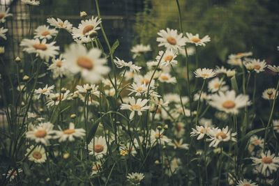 Close-up of daisies on field