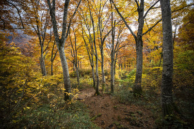 Trees in forest during autumn