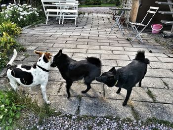 High angle view of dogs on footpath