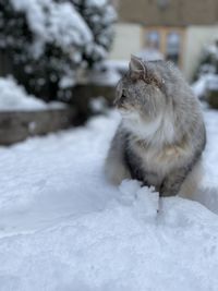 Close up  of cat in the snow in backyard in london. siberian cat playing in garden in the snow