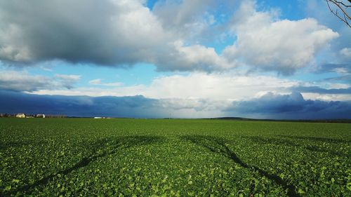 Scenic view of agricultural field against sky