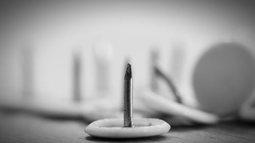 Close-up of bird on table