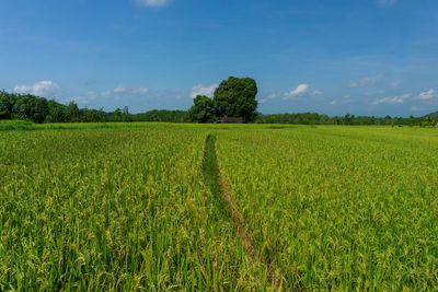 Green yellow rice with blue sky in the agricultural sector in bengkulu, indonesia