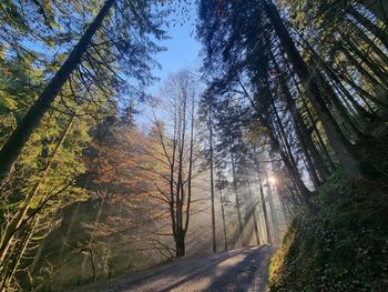 Trees in forest