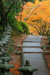 Steps leading towards trees