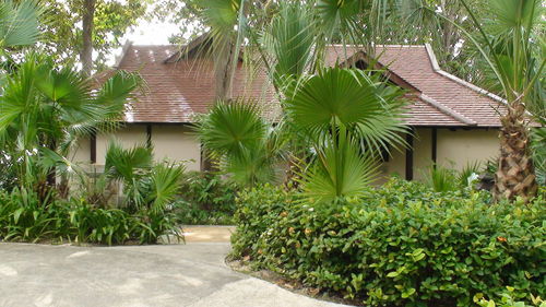 Plants growing outside building