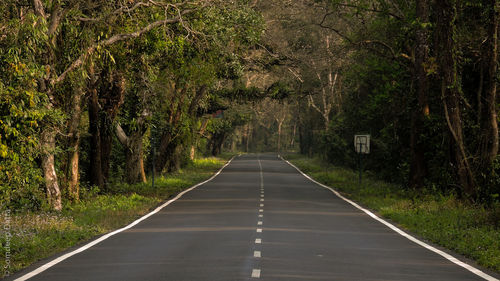 Road amidst trees