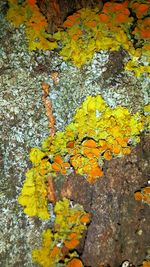 Full frame shot of yellow leaves