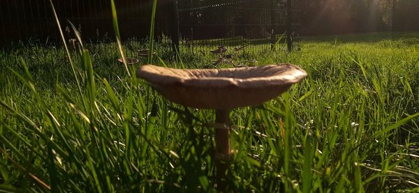 Close-up of mushroom in field