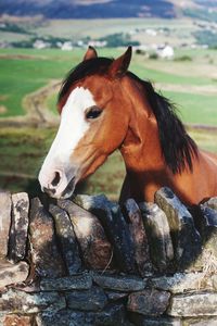 Close-up of a horse