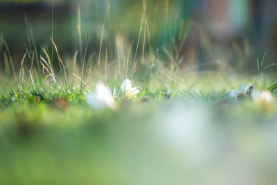 Close-up of grass growing in field