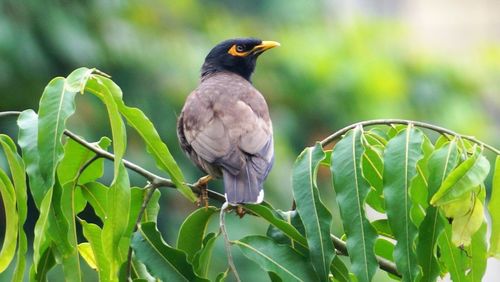 Close-up of bird perching on tree