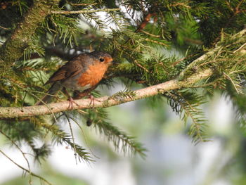 Close-up of bird perching on tree