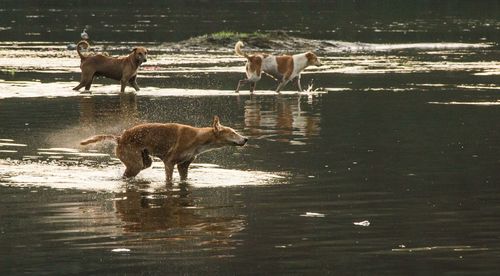 Dogs standing in river