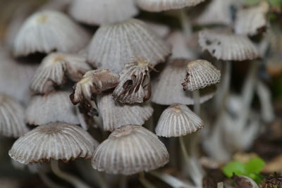 Group of magic mushrooms 