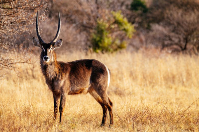 Portrait of waterbuck standing on field