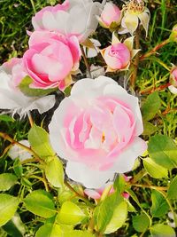 Close-up of pink rose