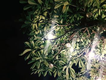 Close-up of christmas tree at night