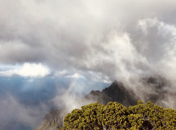 Scenic view of tree against sky