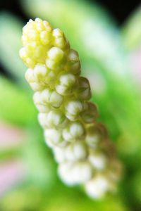 Close-up of flowering plant