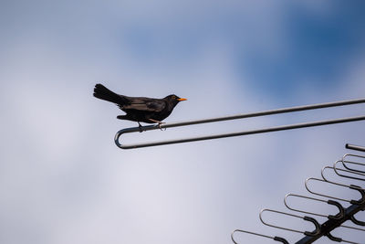 Low angle view of bird perching on cable