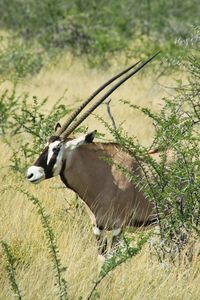 Side view of an oryx antelope in namibia 