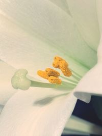 Close-up of hand on yellow flower