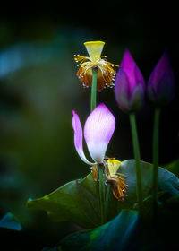 Close-up of purple lotus flower