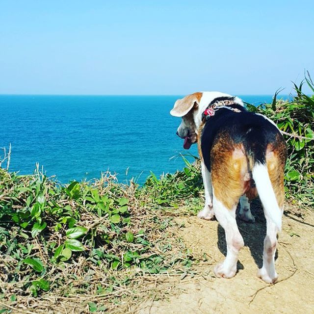 domestic animals, clear sky, pets, dog, horizon over water, one animal, sea, mammal, water, animal themes, copy space, beach, blue, full length, sky, rear view, sunlight, lifestyles