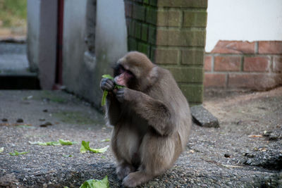 Close-up of monkey sitting outdoors