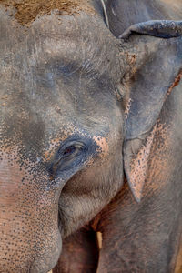 Close-up of elephant