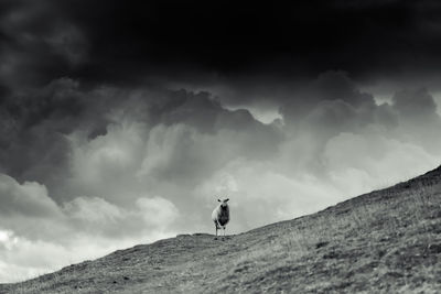 Sheep in the clouds