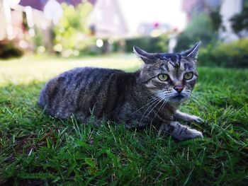 Portrait of a cat on field