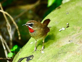 Close-up of bird perching on a plant