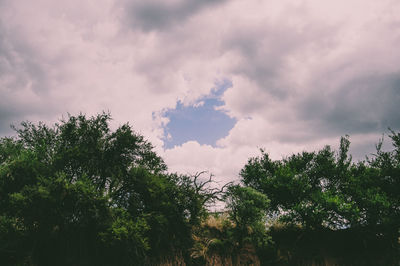 Low angle view of trees against sky