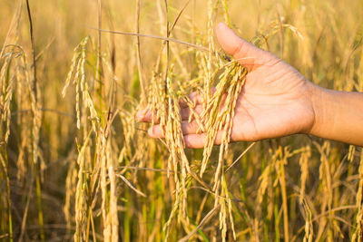 Close-up of hand touching wheat