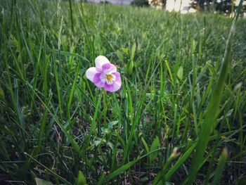 Close-up of purple crocus flowers on field