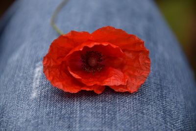 Close-up of red flower