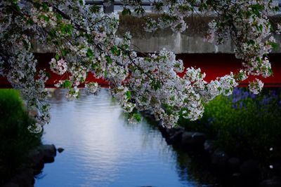 Reflection of trees in water