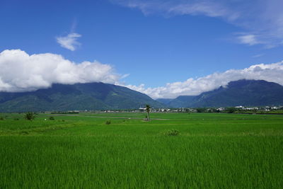 Scenic view of rice field against sky