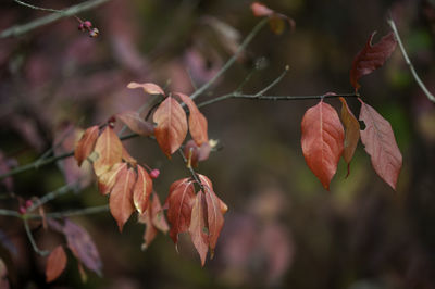 Close-up of flowering plant with red leaves