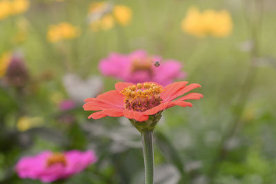 Close-up of pink flower