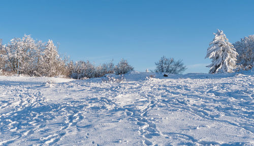 Snow covered plants against blue sky