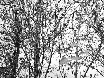 Low angle view of snow covered trees against sky