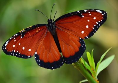 Close-up of butterfly on leaf