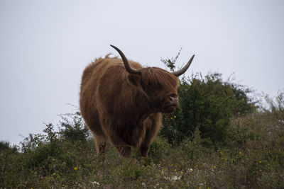 Highlander standing in a field