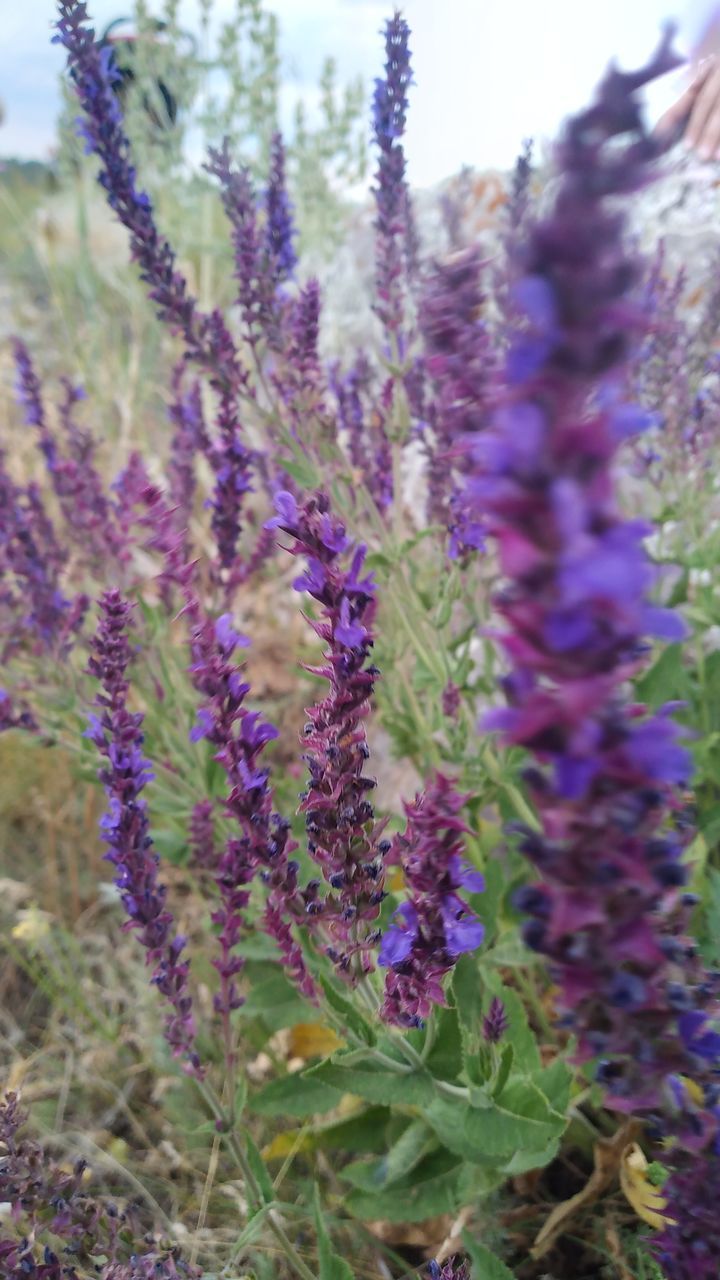 Flower Perfume Herbal Medicine Flower Head Herb Scented Flowerbed Purple Field Summer