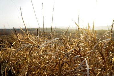 Close-up of stalks in field against sky