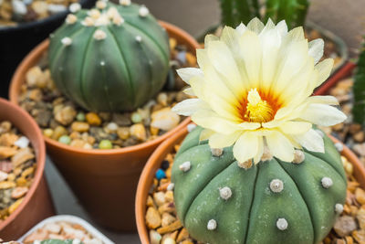 Close-up of potted plant